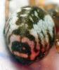 Frontinellina frutetorum